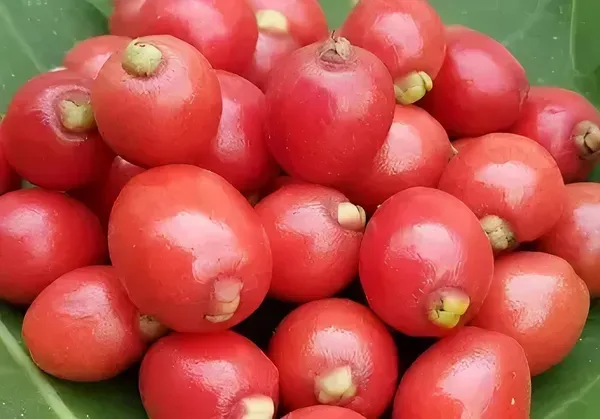 Cedar_Ornamental_Cherry_Plant_Organic