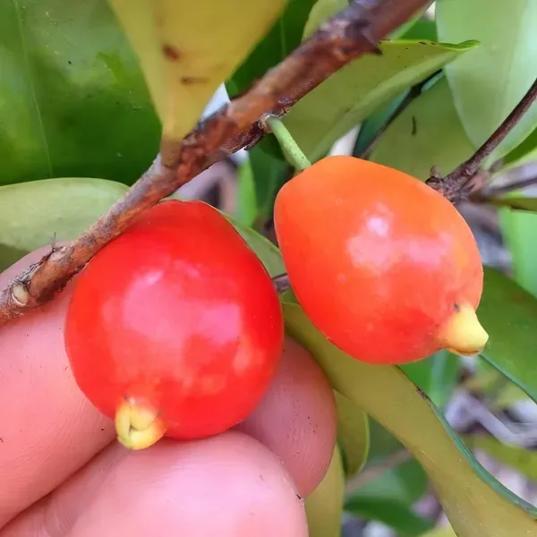 Cedar_Ornamental_Cherry_Plant_Organic