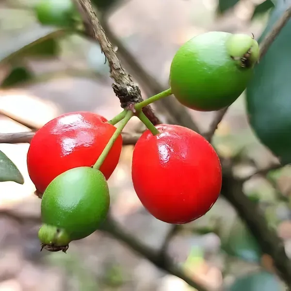Cedar_Ornamental_Cherry_Plant_Organic