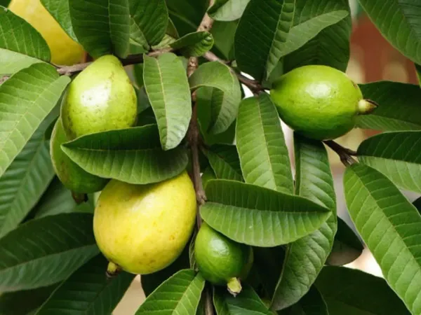 Chinese_Guava___Organic_Plant_For_Home
