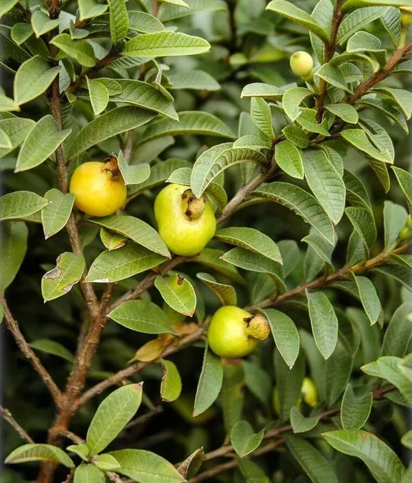Chinese_Guava___Organic_Plant_For_Home