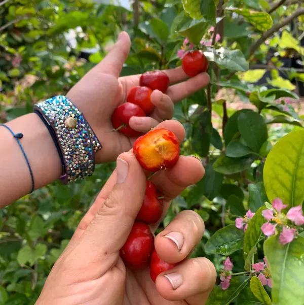 Barbados_Cherry___Organic_Plant_For_Home