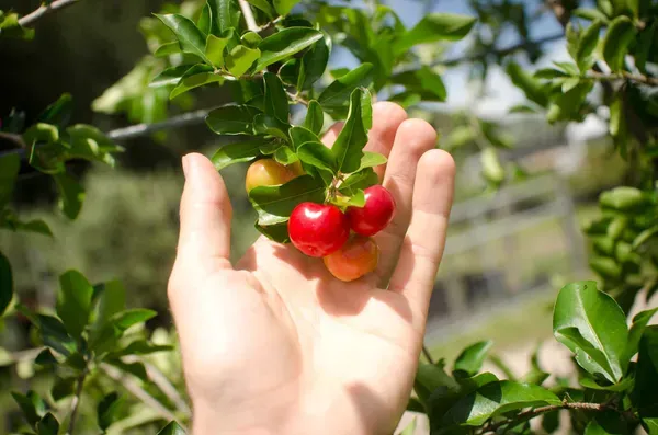 Barbados_Cherry___Organic_Plant_For_Home