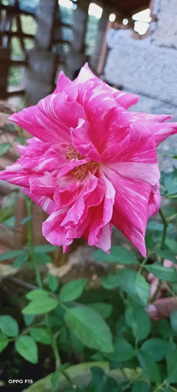 Kolkata_Rose_Organic_Plant_For_Home