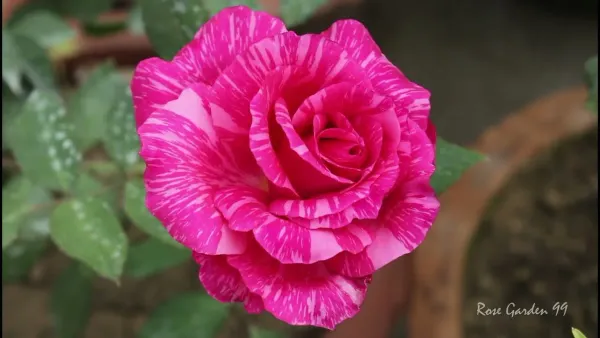 Kolkata_Rose_Organic_Plant_For_Home