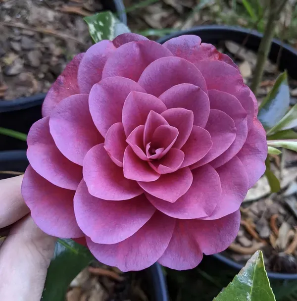 Purple_Camelia_Plant_Organic_Camellia