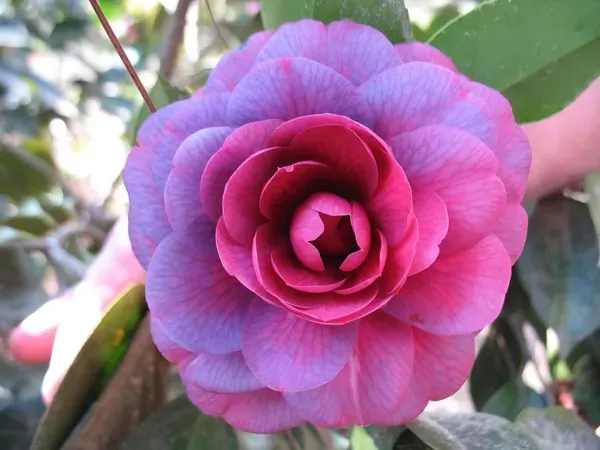 Purple_Camelia_Plant_Organic_Camellia