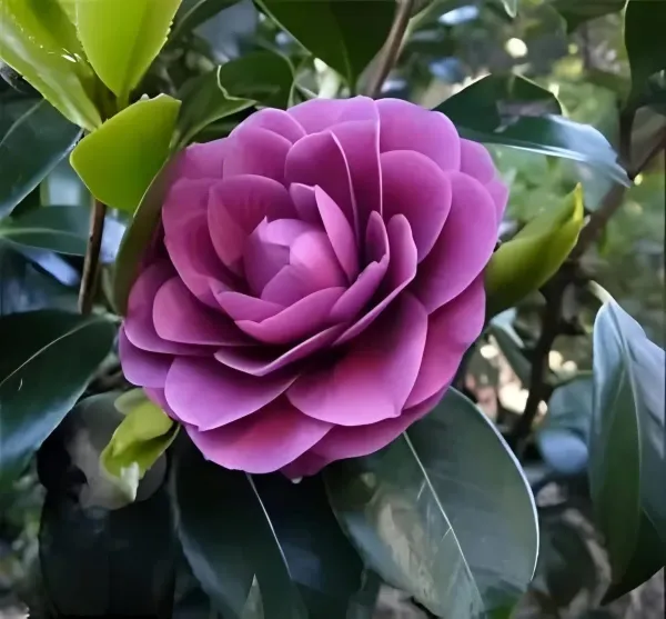 Purple_Camelia_Plant_Organic_Camellia