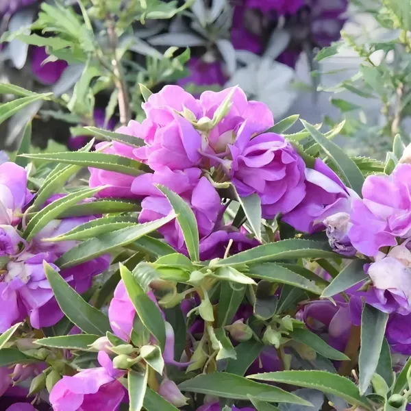 Purple_Camelia_Plant_Organic_Camellia