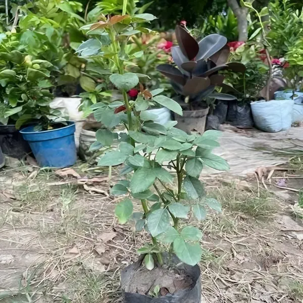 Ornamental_Dabra_Rose_Organic_Plant