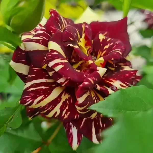 Ornamental_Dabra_Rose_Organic_Plant