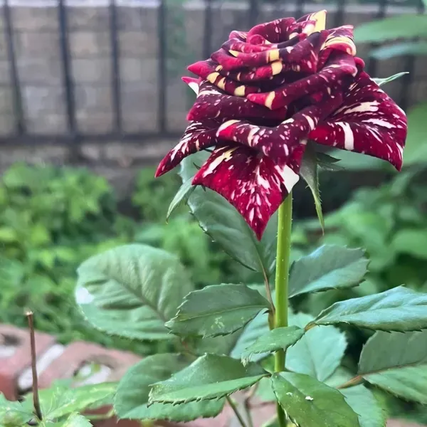 Ornamental_Dabra_Rose_Organic_Plant