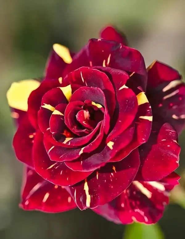 Ornamental_Dabra_Rose_Organic_Plant