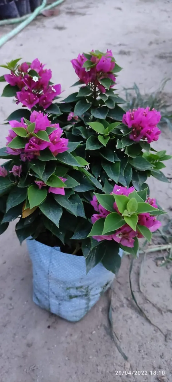 Miami_Bougainvilea_Organic_Bougainvillea_Plant