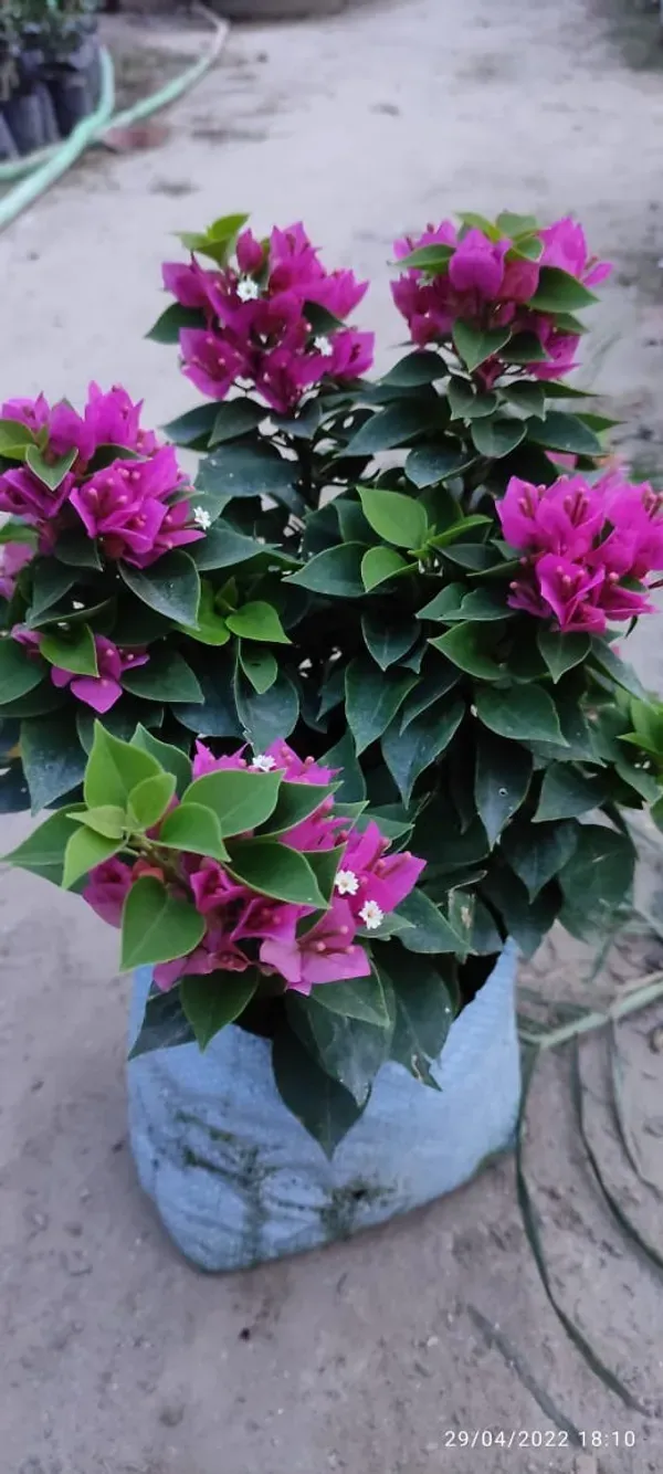 Miami_Bougainvilea_Organic_Bougainvillea_Plant