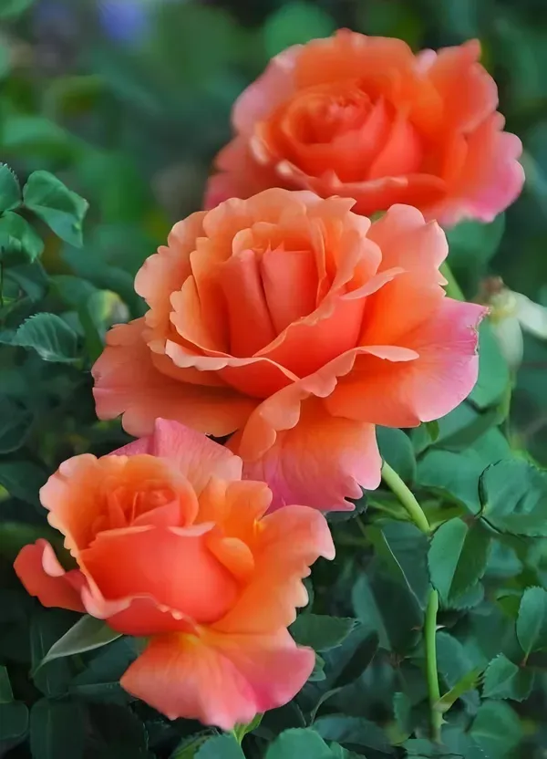Orange_Rose_Fragnant_Organic_Plant