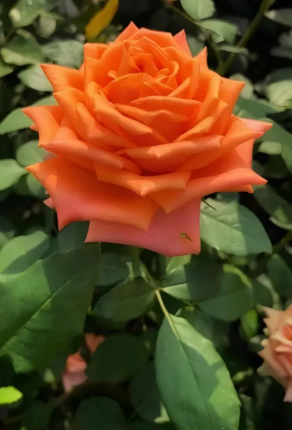Orange_Rose_Fragnant_Organic_Plant