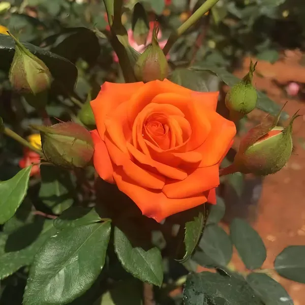 Orange_Rose_Fragnant_Organic_Plant