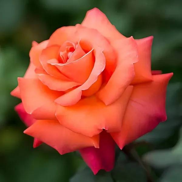 Orange_Rose_Fragnant_Organic_Plant