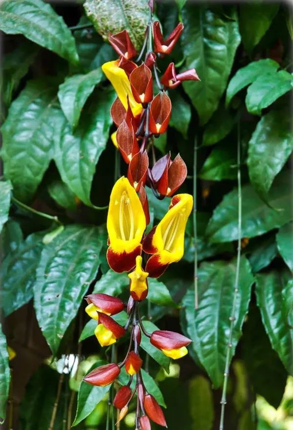 Thanbergia_Crepper_Plant_Organic_Thunbergia