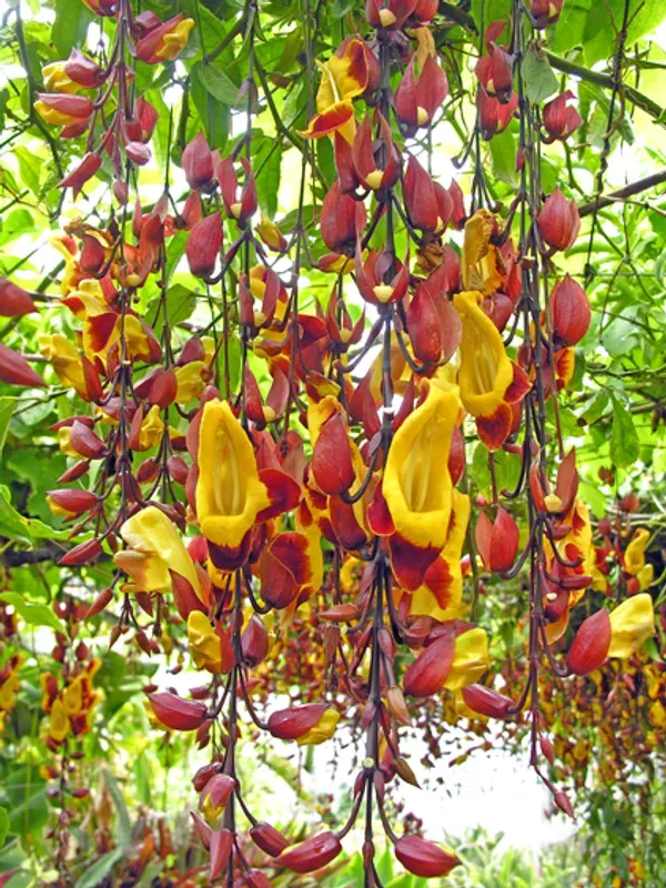 Thanbergia_Crepper_Plant_Organic_Thunbergia