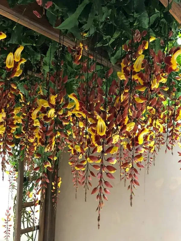 Thanbergia_Crepper_Plant_Organic_Thunbergia