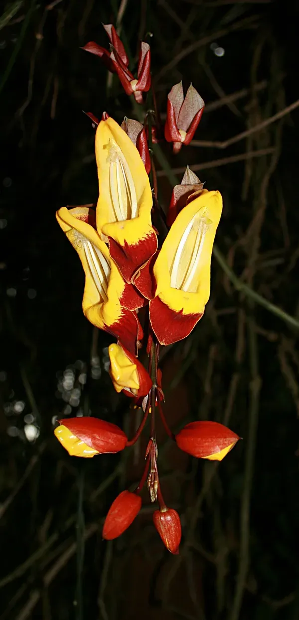 Thanbergia_Crepper_Plant_Organic_Thunbergia