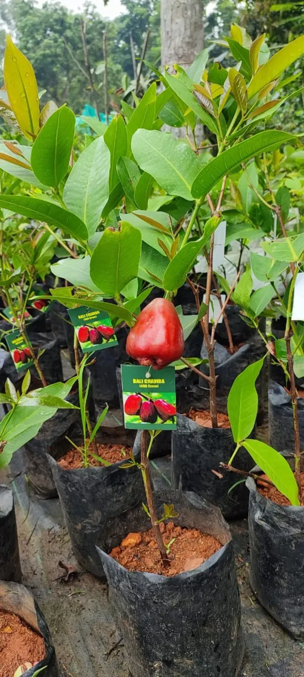 Chamba_Water_Apple_Organic_Plant
