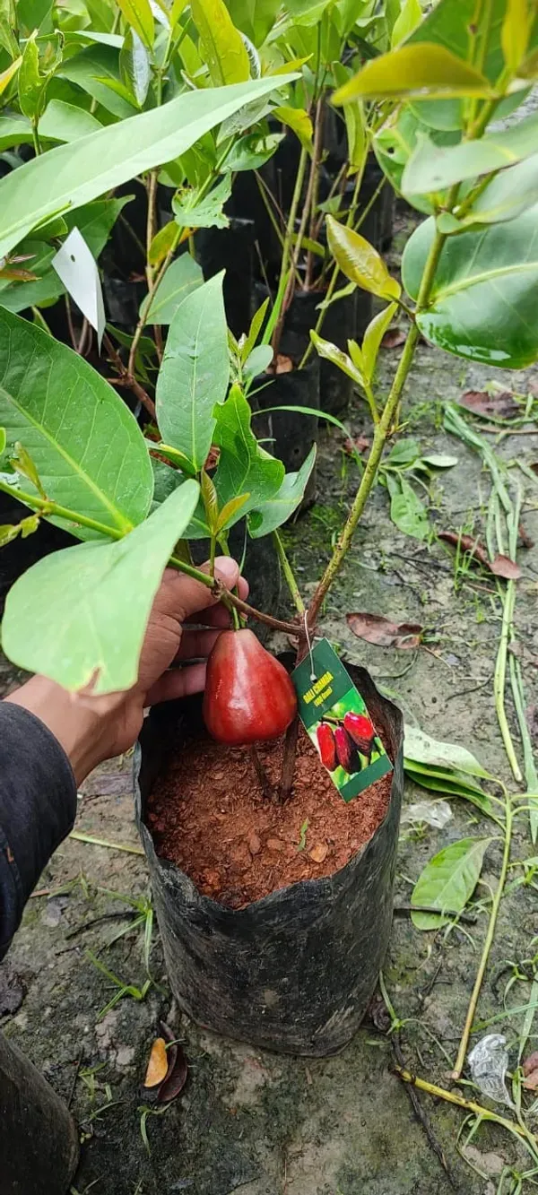 Chamba_Water_Apple_Organic_Plant