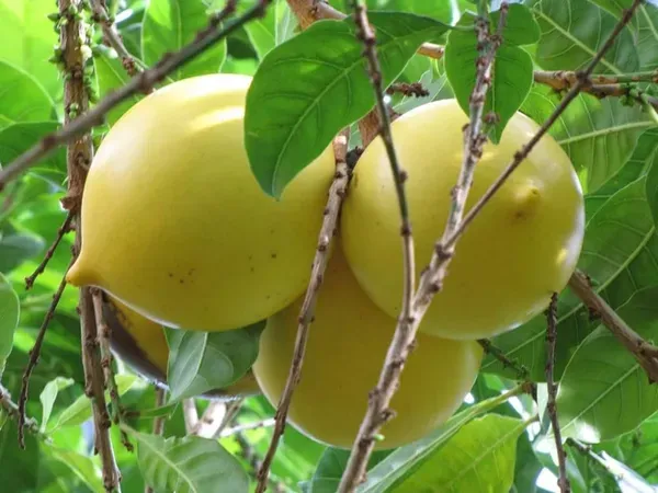 Ornamental_Fruit___Organic_Plant_For_Home