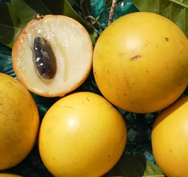 Ornamental_Fruit___Organic_Plant_For_Home