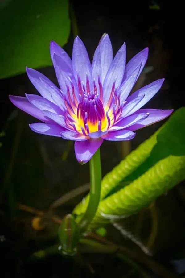 Ornamental_Star_Lotus_Tuber_Organic
