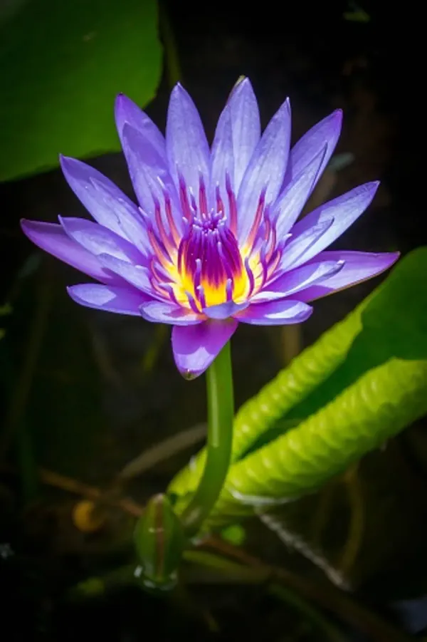 Ornamental_Star_Lotus_Tuber_Organic