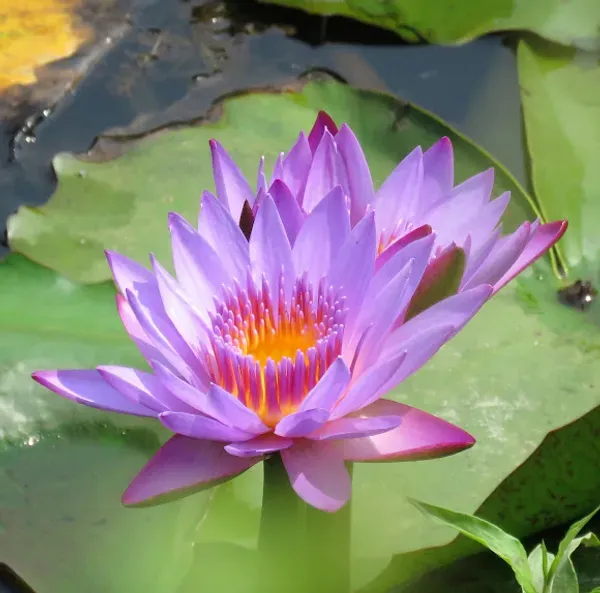 Ornamental_Star_Lotus_Tuber_Organic