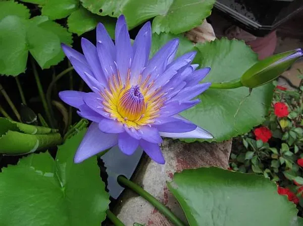 Ornamental_Star_Lotus_Tuber_Organic