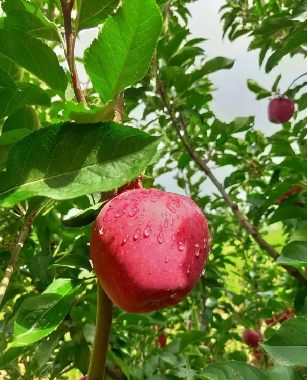 Veriety_Apple_Dwarf_Organic_Plant
