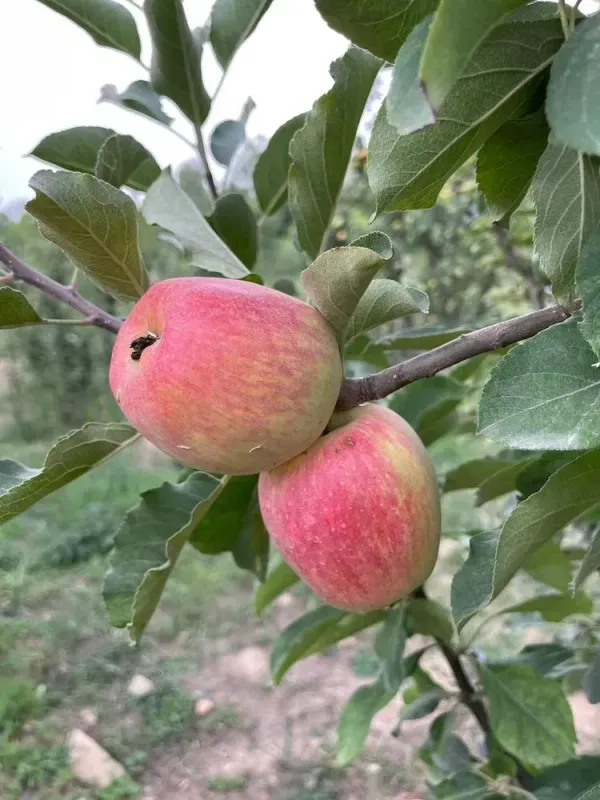 Veriety_Apple_Dwarf_Organic_Plant
