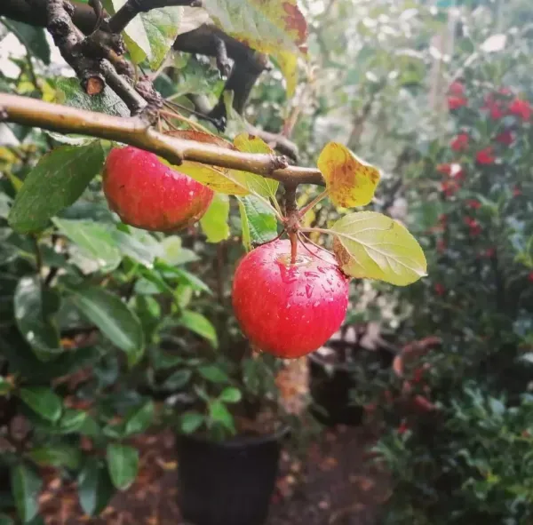 Veriety_Apple_Dwarf_Organic_Plant