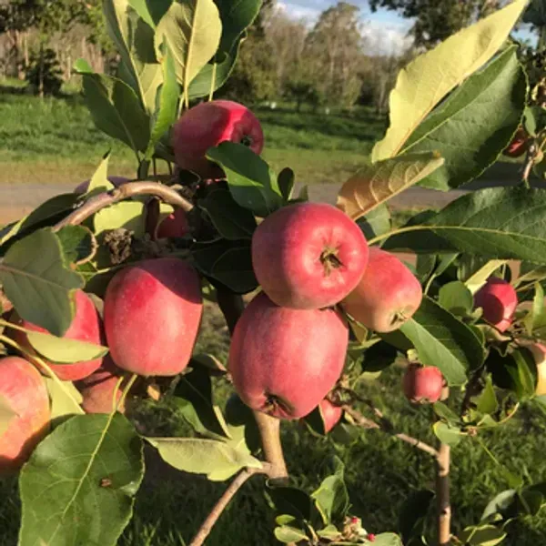 Veriety_Apple_Dwarf_Organic_Plant