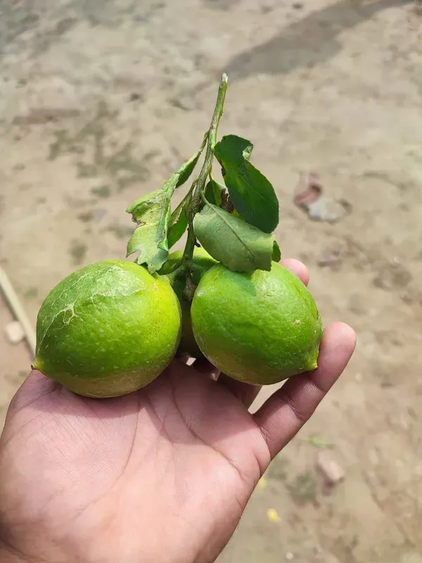Seedless_Lemon___Organic_Plant_For_Home