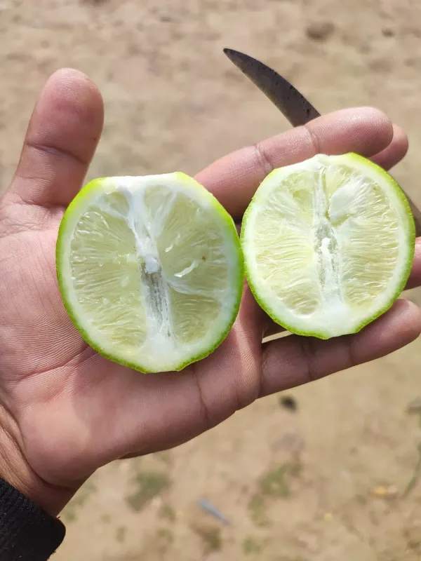 Seedless_Lemon___Organic_Plant_For_Home