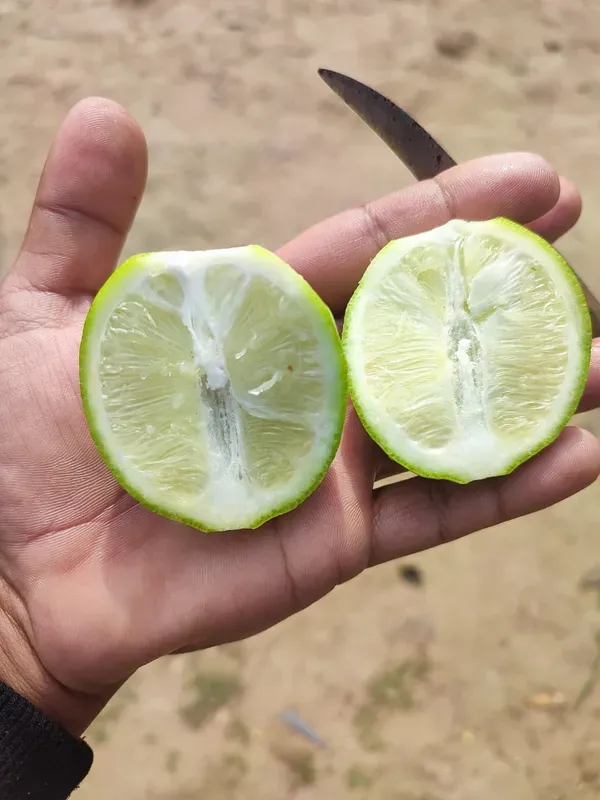 Seedless_Lemon___Organic_Plant_For_Home