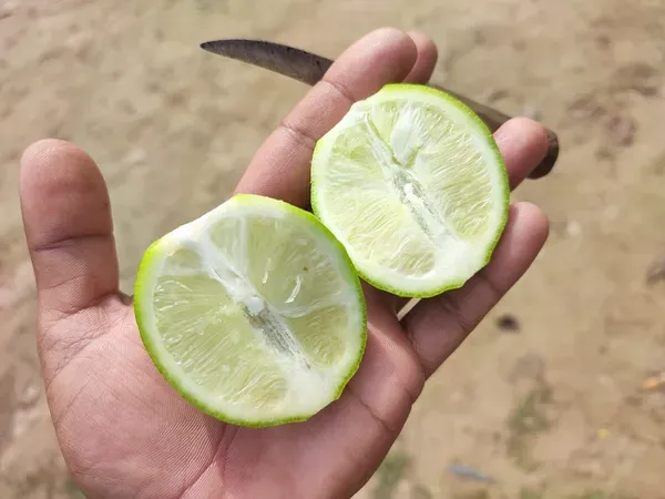 Seedless_Lemon___Organic_Plant_For_Home