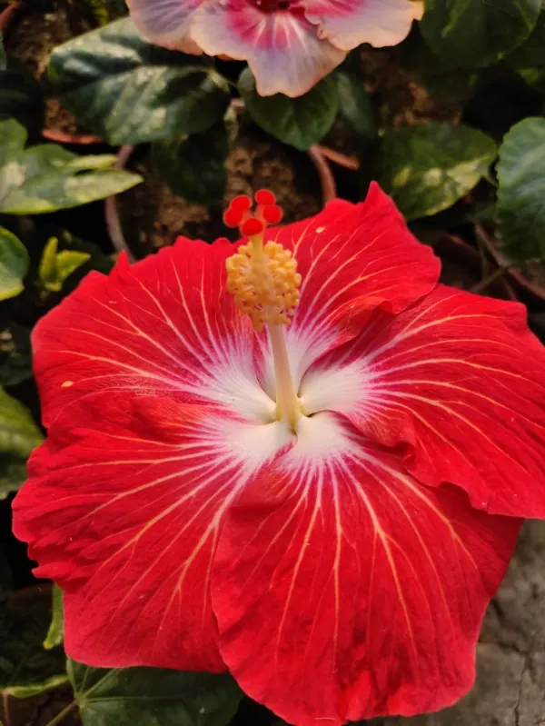Red_Heart_Hibiscus_Organic_Plant