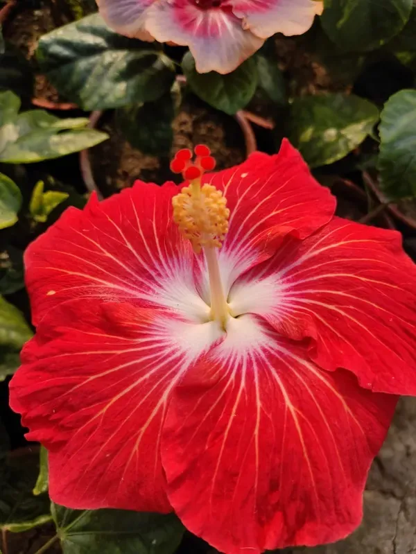Red_Heart_Hibiscus_Organic_Plant