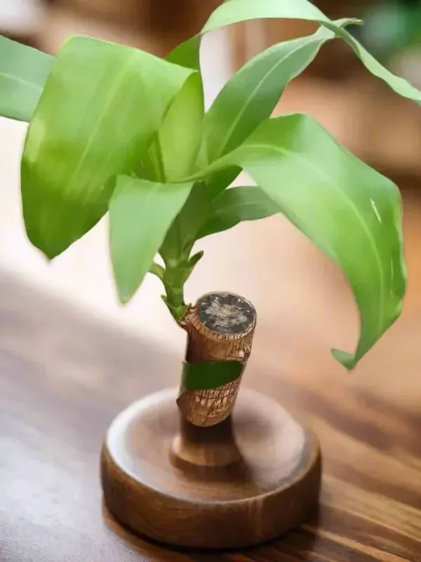 Lucky_Brazilian_Plant_Height_Organic