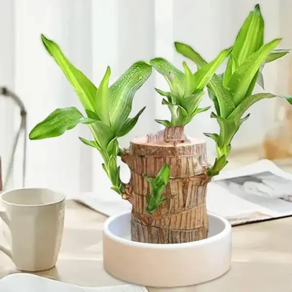 Lucky_Brazilian_Plant_Height_Organic