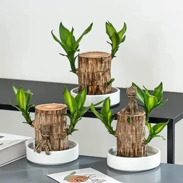 Lucky_Brazilian_Plant_Height_Organic