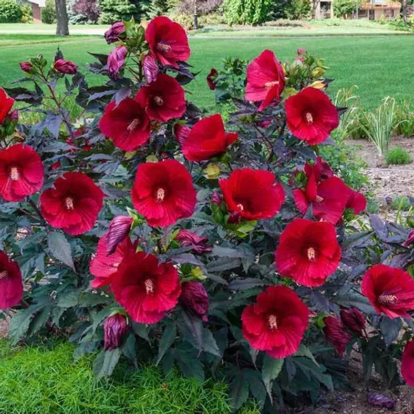 Midnight_Marvel_Hibiscus_Organic_Plant
