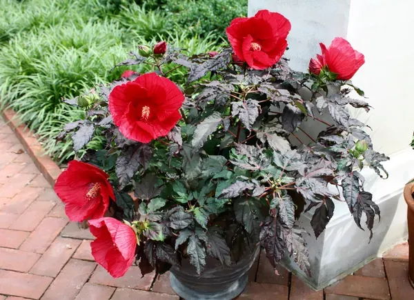 Midnight_Marvel_Hibiscus_Organic_Plant